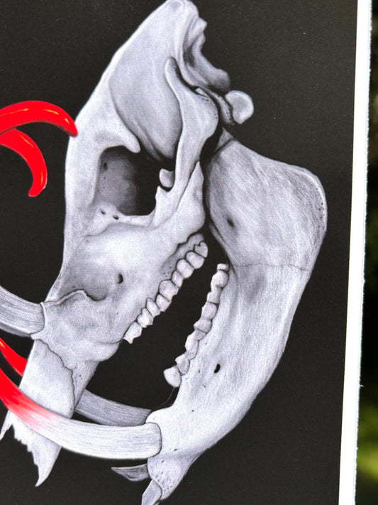 Boar Skull Print 4x6in
