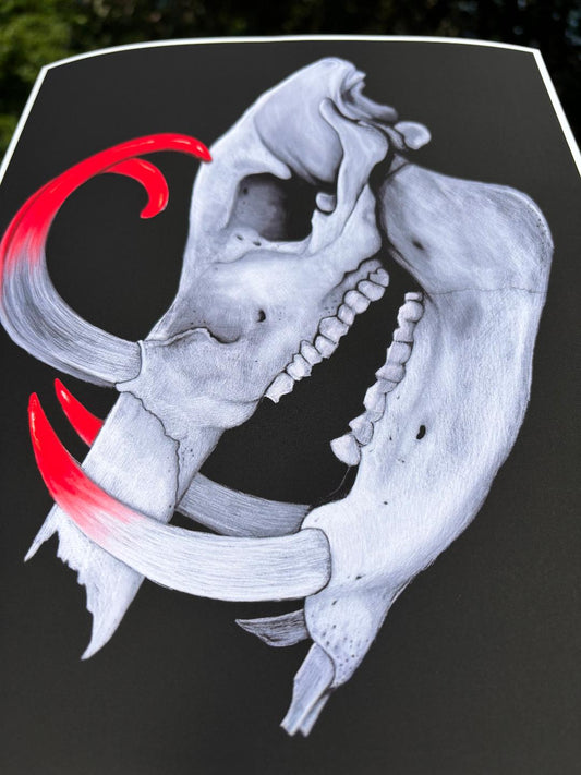 Boar Skull Print 11x8.5in